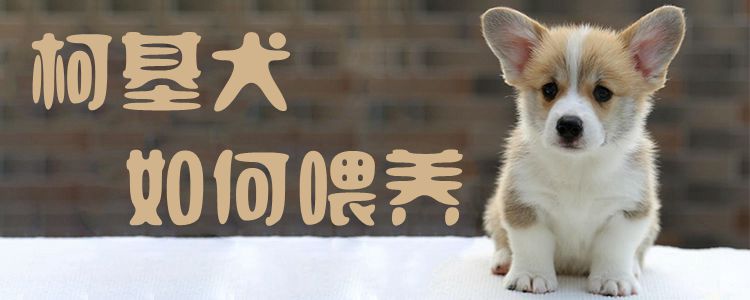 柯基犬如何喂養1