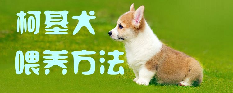 柯基犬喂養方法1