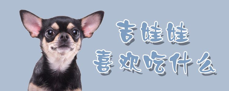 吉娃娃喜歡吃什么
