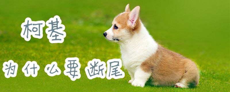 柯基為什么要斷尾1