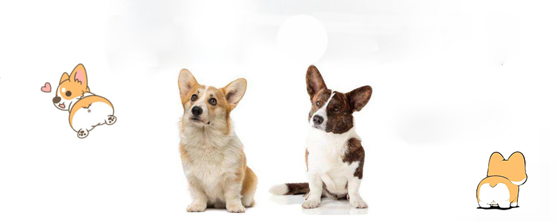 柯基斷尾的原因1