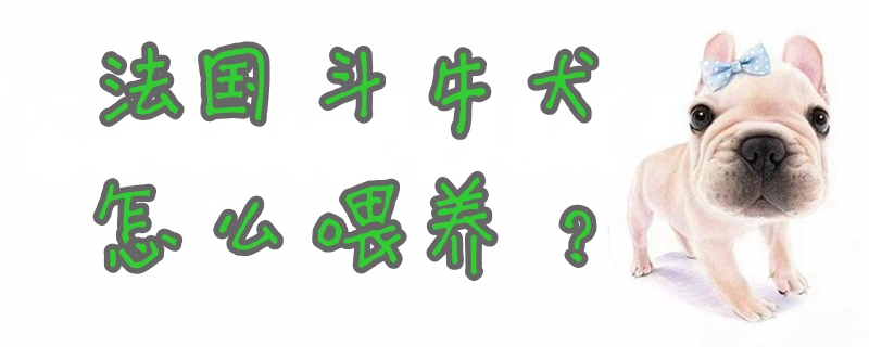 法國(guó)斗牛犬怎么喂養(yǎng)