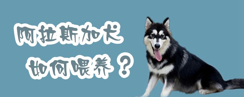 阿拉斯加犬如何喂養(yǎng)