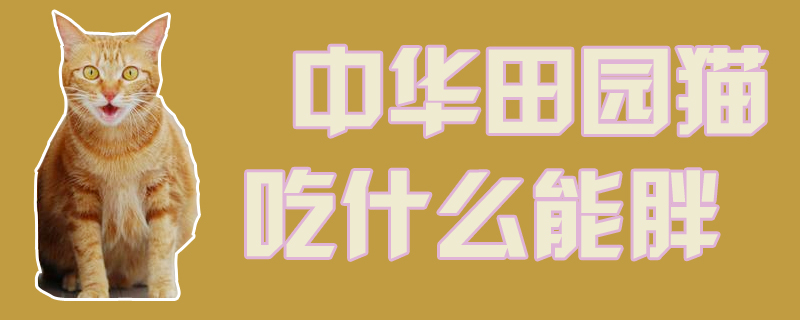中華田園貓吃什么能胖