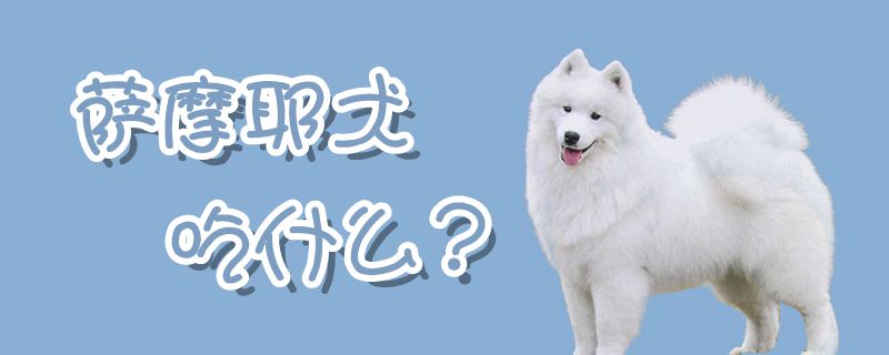 薩摩耶犬吃什么