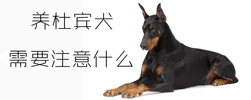 養杜賓犬需要注意什么