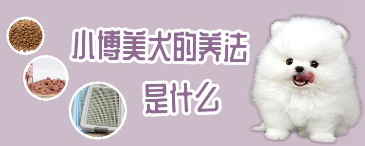 小博美犬的養(yǎng)法是什么