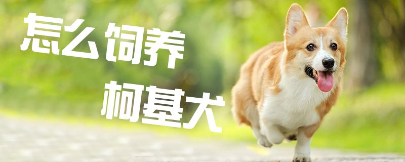 怎么飼養柯基犬1