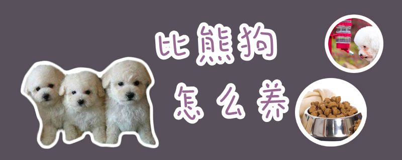 比熊狗怎么養