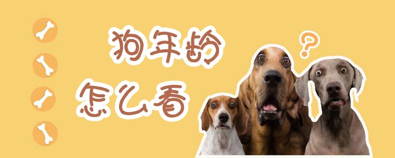 狗年齡怎么看