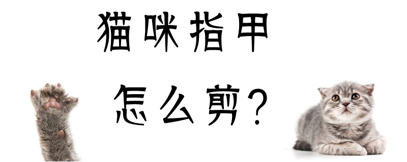 貓咪指甲怎么剪