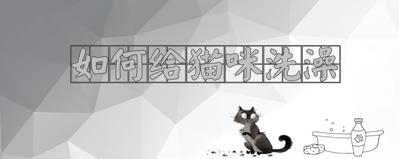 如何給貓咪洗澡