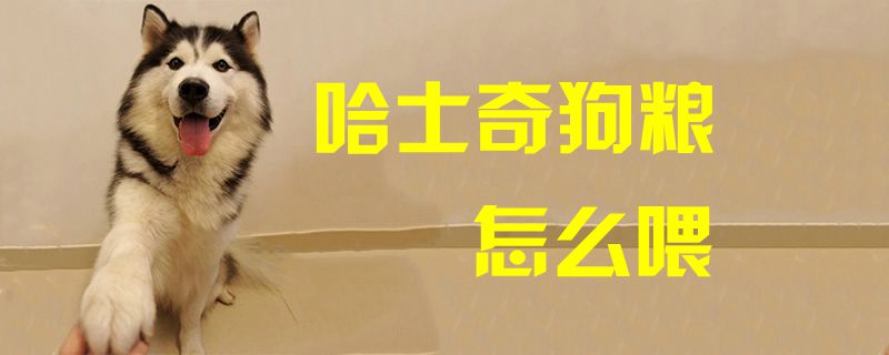 哈士奇狗糧怎么喂1