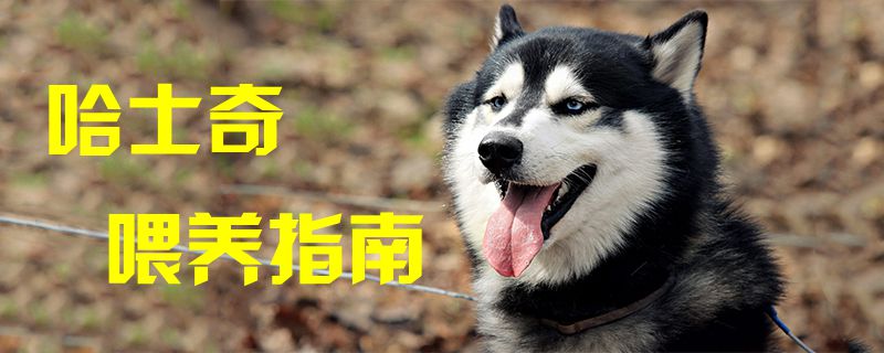 哈士奇喂養指南1