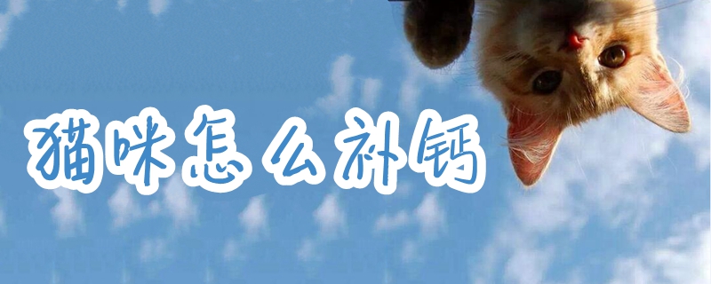 貓咪怎么補鈣