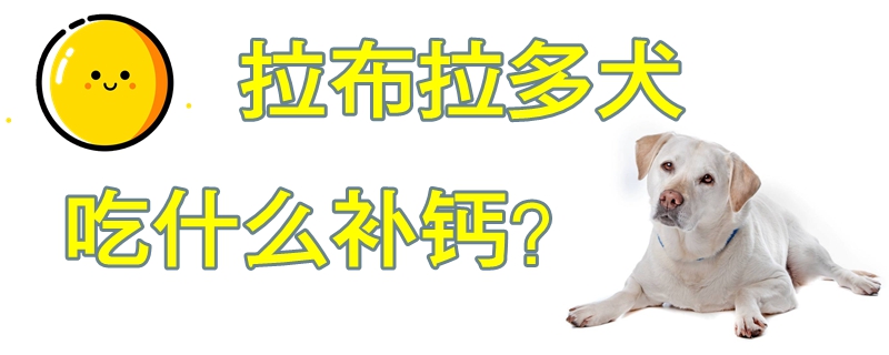 拉布拉多犬吃什么補鈣