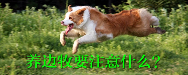 養邊牧要注意什么