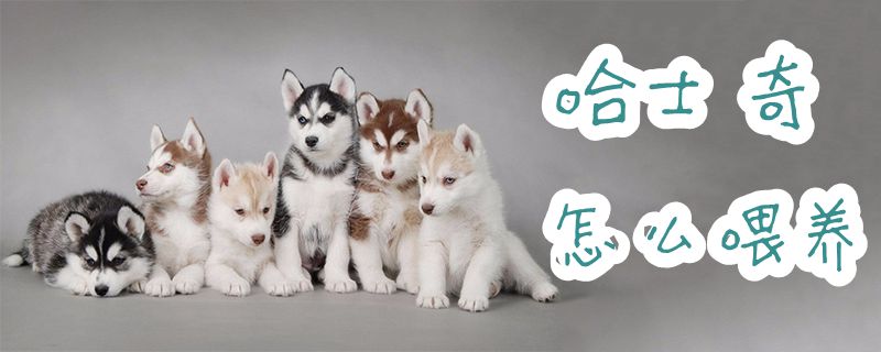 哈士奇怎么喂養1