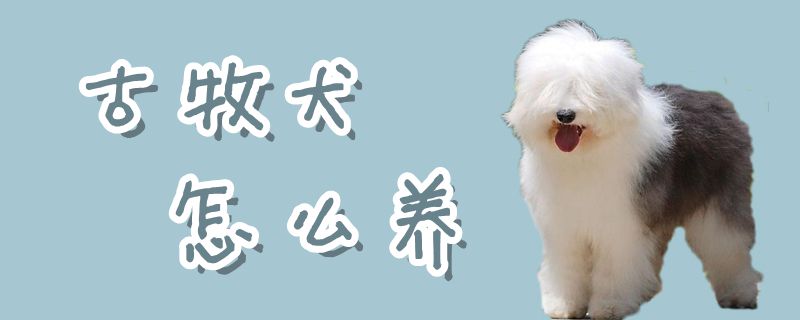 古牧犬怎么養