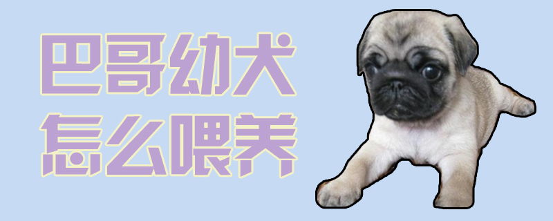 巴哥幼犬怎么喂養