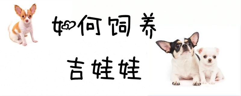 如何飼養(yǎng)吉娃娃