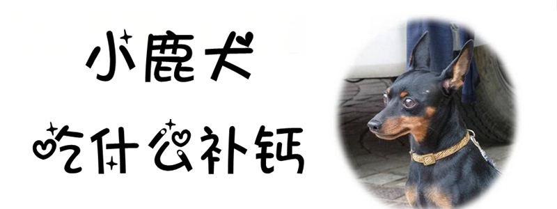 小鹿犬吃什么補鈣