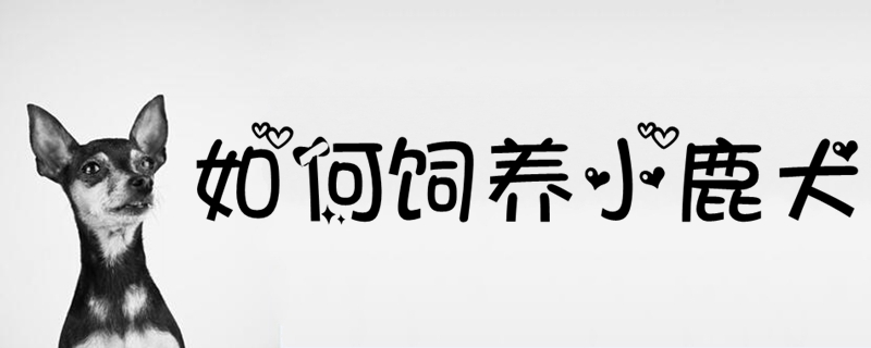 如何飼養小鹿犬
