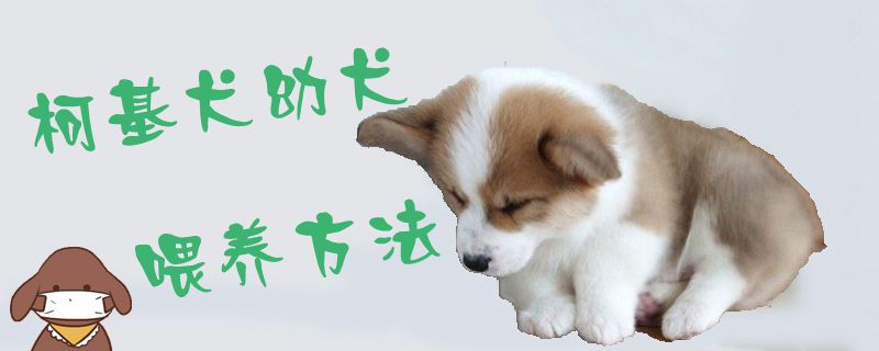 柯基犬幼犬喂養(yǎng)方法1