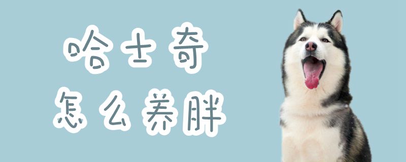 哈士奇怎么養胖