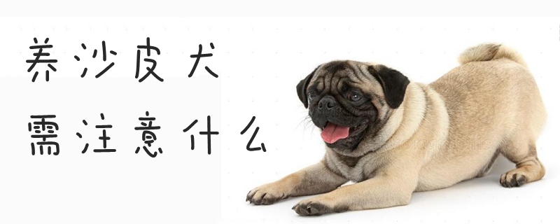 養(yǎng)沙皮犬需注意什么