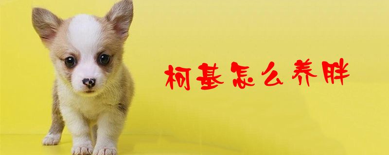 柯基怎么養(yǎng)胖1