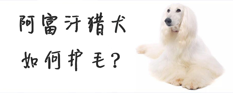 阿富汗獵犬如何護毛