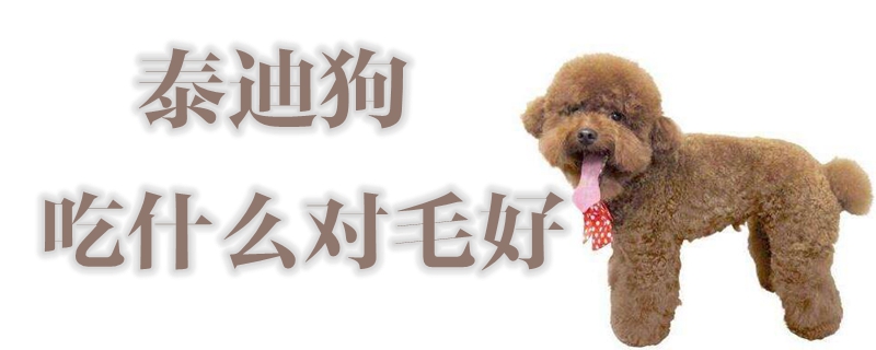 泰迪狗吃什么對毛好