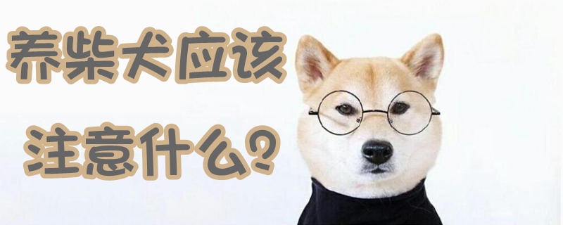 養柴犬應該注意什么