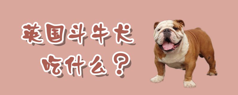 英國斗牛犬吃什么