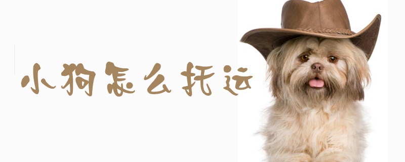 小狗怎么托運