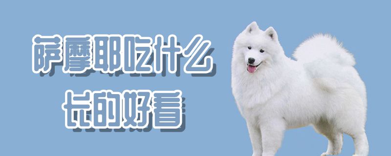 薩摩耶吃什么長的好看