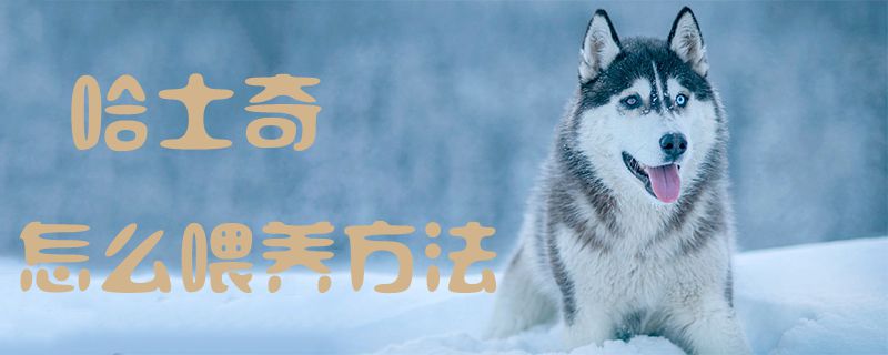哈士奇怎么喂養(yǎng)方法1