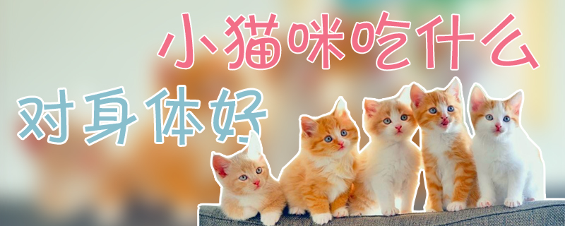 小貓咪吃什么對身體好