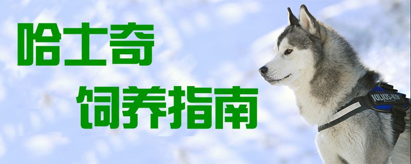 哈士奇飼養指南1