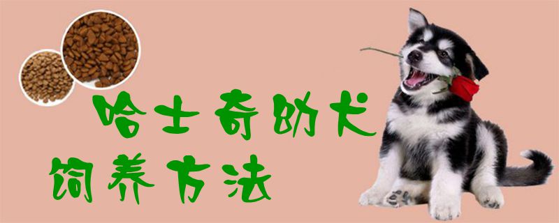 哈士奇幼犬飼養方法1