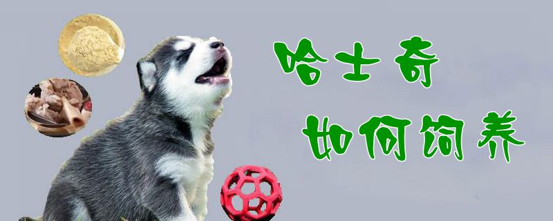 哈士奇如何飼養1