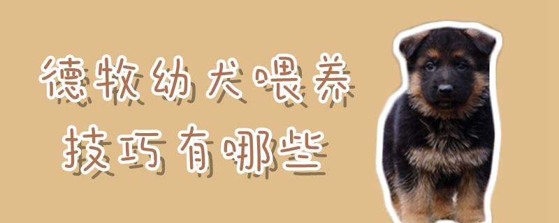 德牧幼犬喂養(yǎng)技巧有哪些