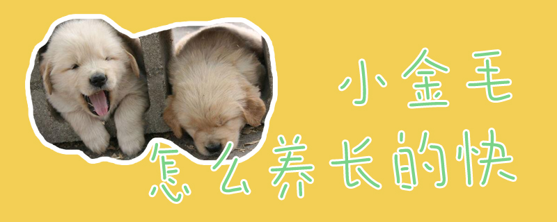 小金毛怎么養(yǎng)長的快
