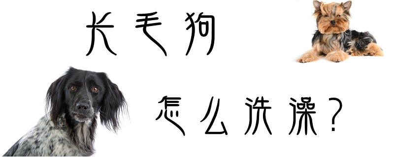 長毛狗怎么洗澡