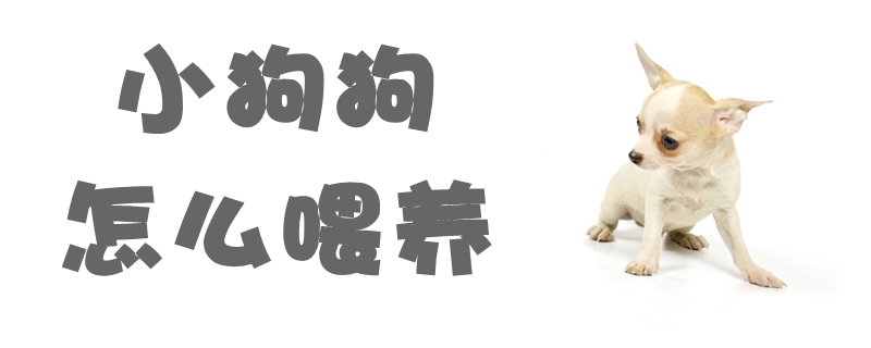 小狗狗怎么喂養