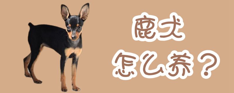 鹿犬怎么養