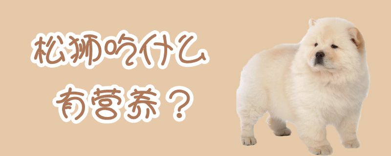 松獅吃什么有營養