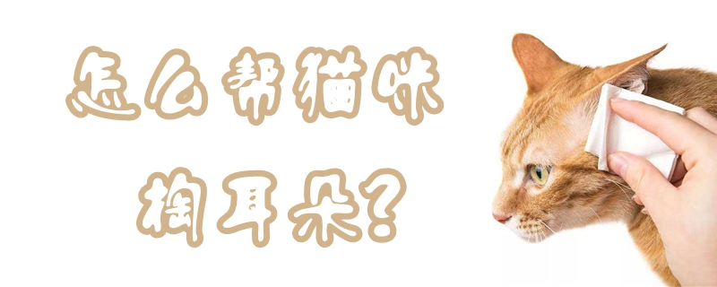 怎么幫貓咪掏耳朵