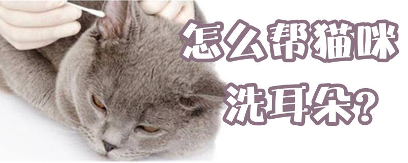 怎么幫貓咪洗耳朵